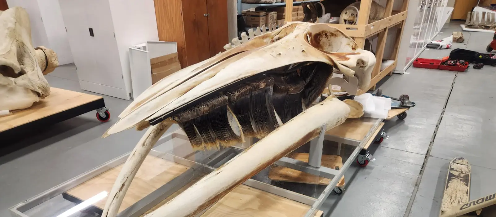 Te-Papa-Museum-Heavy-Duty-Cantilever-Racking_Gallery3